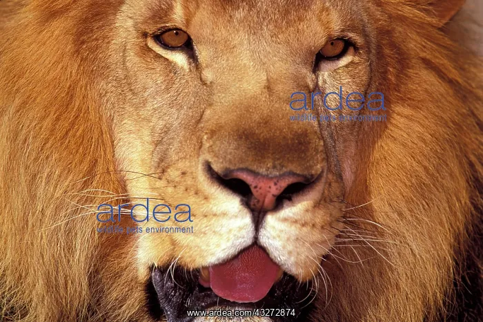 : Africa. Male African Lion (Panthera leo) : Africa. Male African Lion (Panthera leo)