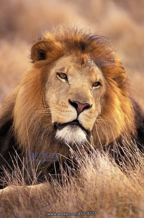 : Africa. Male African Lion (Panthera leo) : Africa. Male African Lion (Panthera leo)