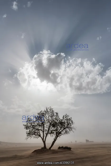 : Africa, Morocco, Erg Chebbi. God rays in clouds : Africa, Morocco, Erg Chebbi. God rays in clouds
