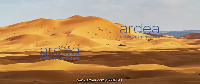 : Africa, Morocco, Erg Chebbi. Panoramic of desert : Africa, Morocco, Erg Chebbi. Panoramic of desert
