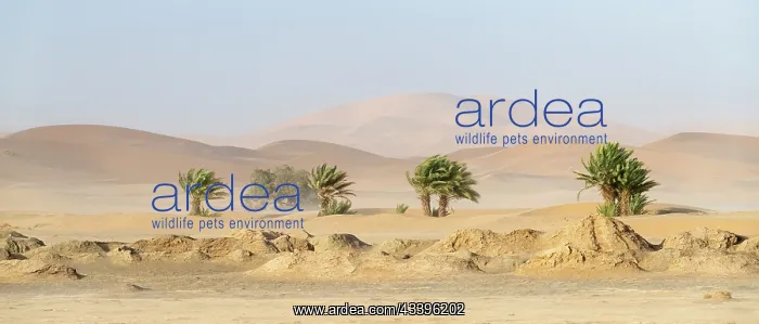 : Africa, Morocco, Erg Chebbi. Trees and sandstorm : Africa, Morocco, Erg Chebbi. Trees and sandstorm