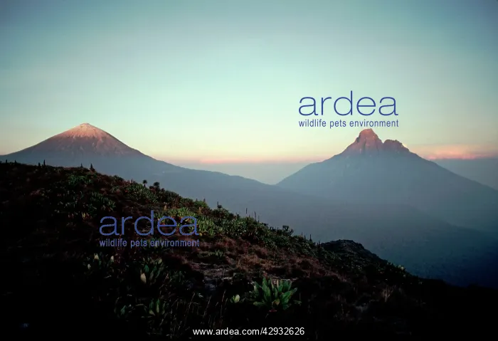 : Africa - Mountains Karisimbi / Mikeno : Africa - Mountains Karisimbi / Mikeno