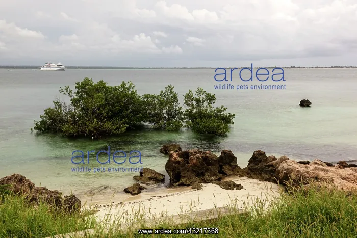 : Africa, Mozambique, Mozambique Island. View : Africa, Mozambique, Mozambique Island. View