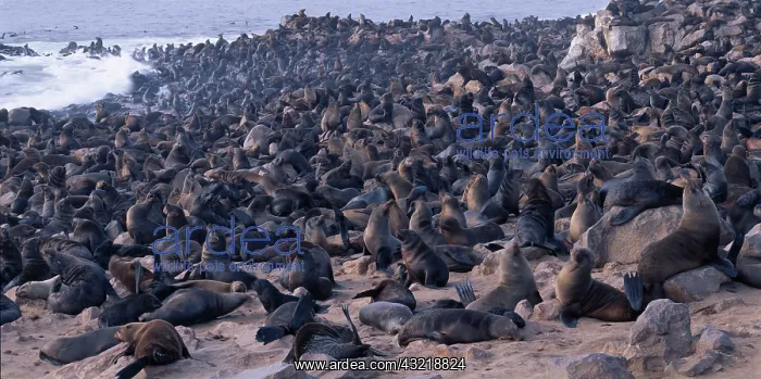 : Africa, Namibia, Cape Cross Seal Reserve : Africa, Namibia, Cape Cross Seal Reserve