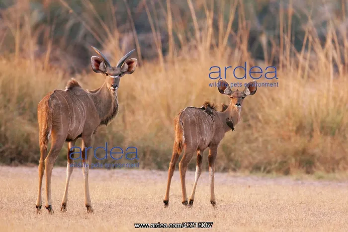 : Africa, Namibia, Caprivi Strip, Mahango : Africa, Namibia, Caprivi Strip, Mahango