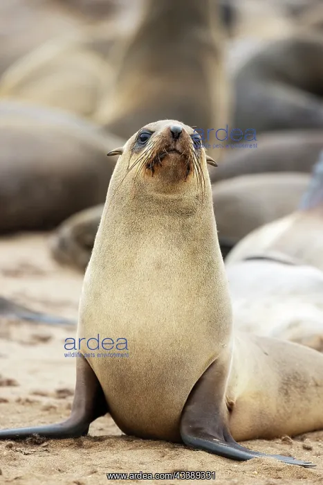 : Africa, Namibia, Dorob National Park, Skeleton Coast, Cape : Africa, Namibia, Dorob National Park, Skeleton Coast, Cape
