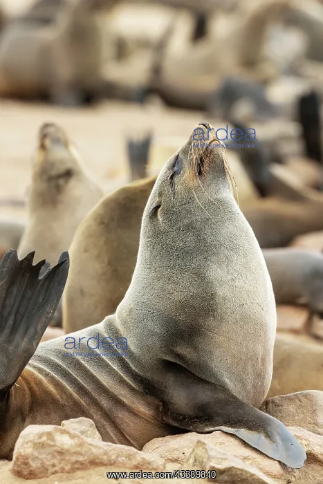 : Africa, Namibia, Dorob National Park, Skeleton Coast, Cape : Africa, Namibia, Dorob National Park, Skeleton Coast, Cape