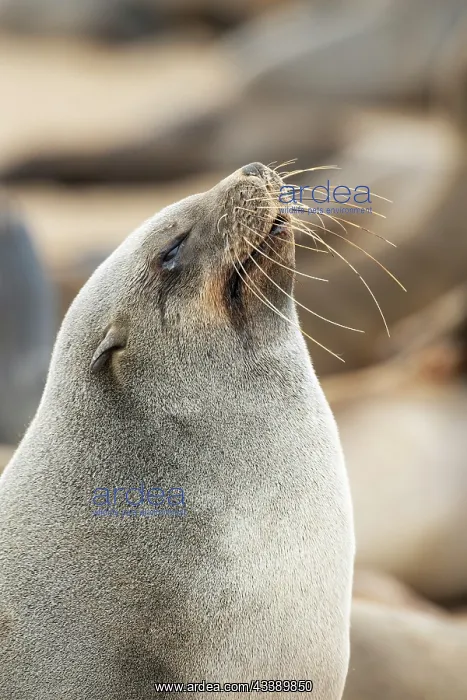 : Africa, Namibia, Dorob National Park, Skeleton Coast, Cape : Africa, Namibia, Dorob National Park, Skeleton Coast, Cape