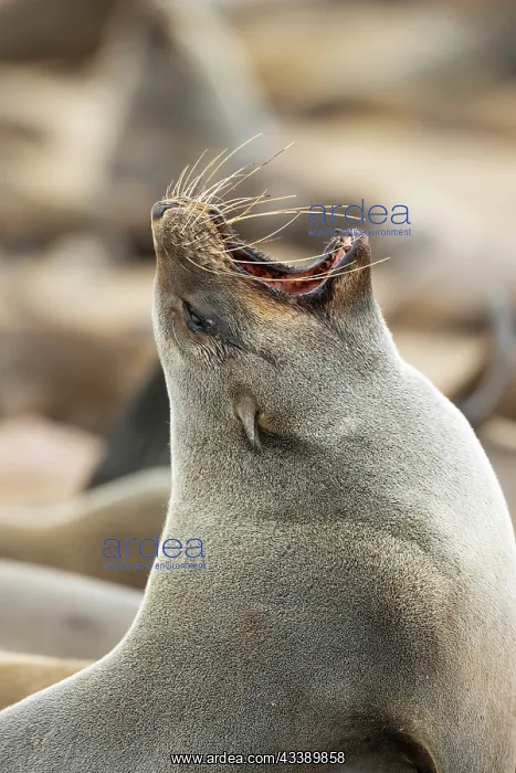 : Africa, Namibia, Dorob National Park, Skeleton Coast, Cape : Africa, Namibia, Dorob National Park, Skeleton Coast, Cape