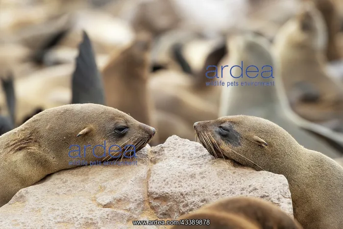 : Africa, Namibia, Dorob National Park, Skeleton Coast, Cape : Africa, Namibia, Dorob National Park, Skeleton Coast, Cape