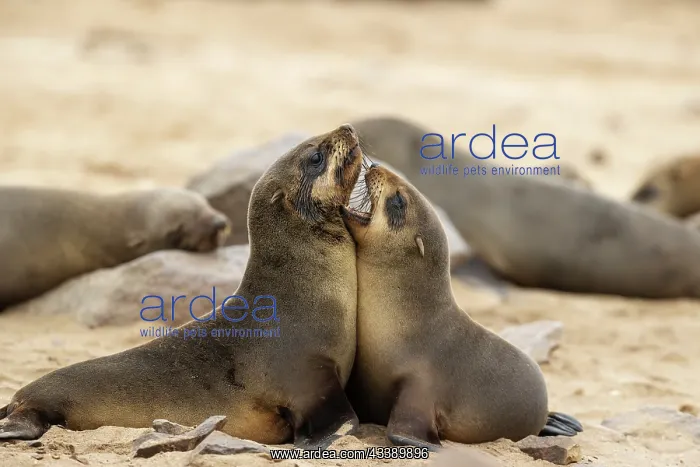  : Africa, Namibia, Dorob National Park, Skeleton Coast, Cape