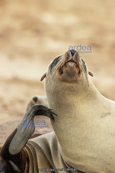 : Africa, Namibia, Dorob National Park, Skeleton Coast, Cape : Africa, Namibia, Dorob National Park, Skeleton Coast, Cape
