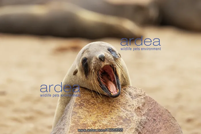: Africa, Namibia, Dorob National Park, Skeleton Coast, Cape : Africa, Namibia, Dorob National Park, Skeleton Coast, Cape
