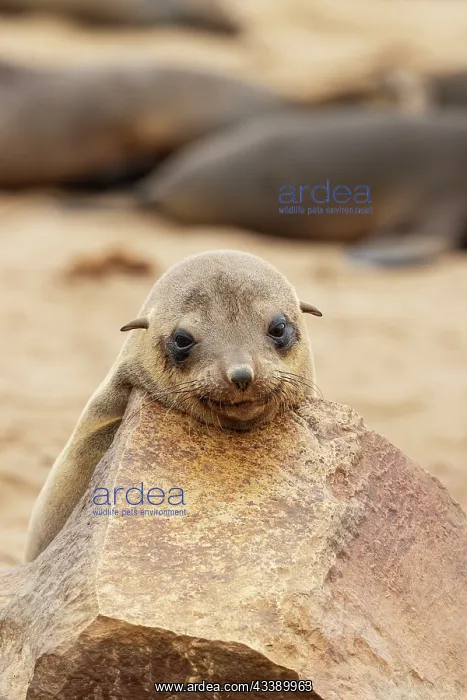 : Africa, Namibia, Dorob National Park, Skeleton Coast, Cape : Africa, Namibia, Dorob National Park, Skeleton Coast, Cape