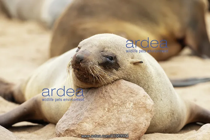 : Africa, Namibia, Dorob National Park, Skeleton Coast, Cape : Africa, Namibia, Dorob National Park, Skeleton Coast, Cape