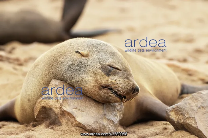 : Africa, Namibia, Dorob National Park, Skeleton Coast, Cape : Africa, Namibia, Dorob National Park, Skeleton Coast, Cape