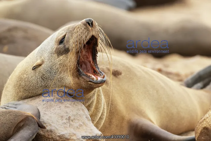 : Africa, Namibia, Dorob National Park, Skeleton Coast, Cape : Africa, Namibia, Dorob National Park, Skeleton Coast, Cape