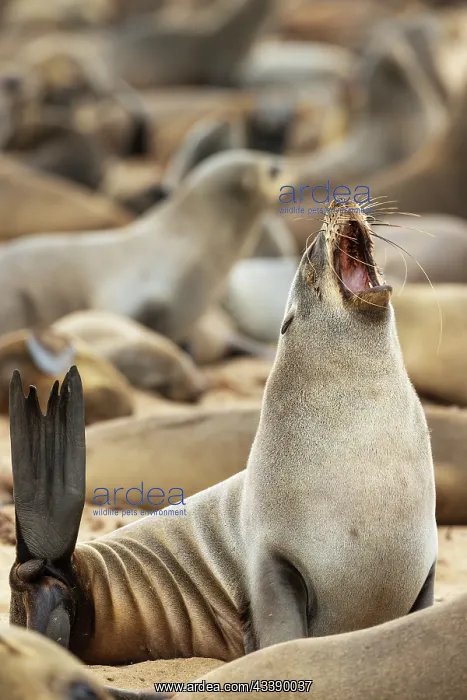 : Africa, Namibia, Dorob National Park, Skeleton Coast, Cape : Africa, Namibia, Dorob National Park, Skeleton Coast, Cape