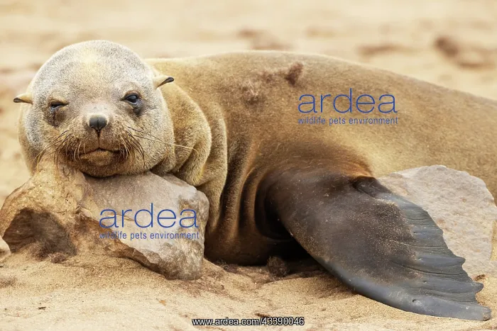 : Africa, Namibia, Dorob National Park, Skeleton Coast, Cape : Africa, Namibia, Dorob National Park, Skeleton Coast, Cape
