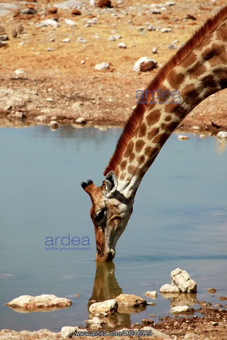 : Africa, Namibia, Etosha. Angolan Giraffe : Africa, Namibia, Etosha. Angolan Giraffe
