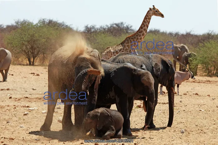 : Africa, Namibia, Etosha. Elephants having : Africa, Namibia, Etosha. Elephants having