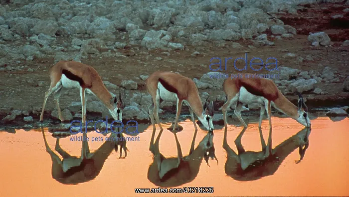 : Africa, Namibia, Etosha National Park. Three : Africa, Namibia, Etosha National Park. Three