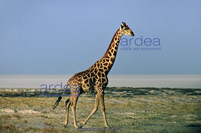 : Africa, Namibia, Etosha National Park. Angolan : Africa, Namibia, Etosha National Park. Angolan