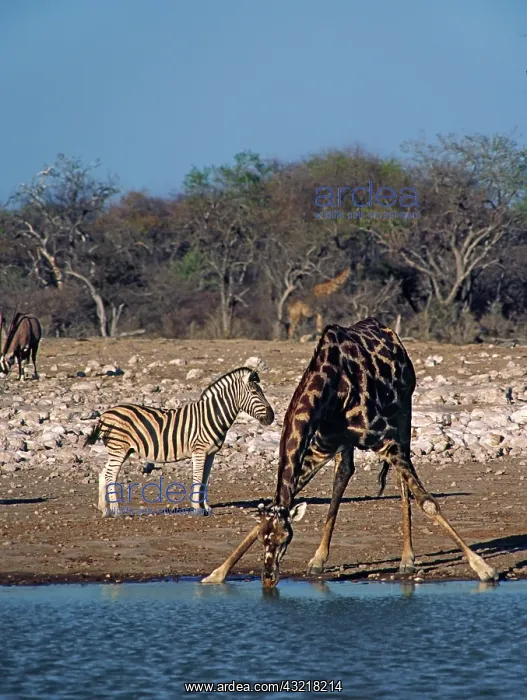 : Africa, Namibia, Etosha National Park. Angolan : Africa, Namibia, Etosha National Park. Angolan
