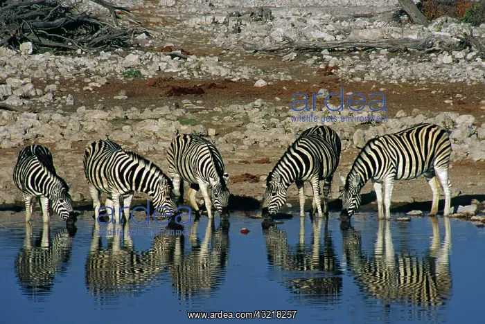 : Africa, Namibia, Etosha National Park. Burchell's : Africa, Namibia, Etosha National Park. Burchell's