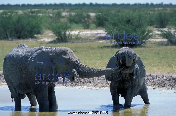  : Africa, Namibia, Etosha National Park. Elephants