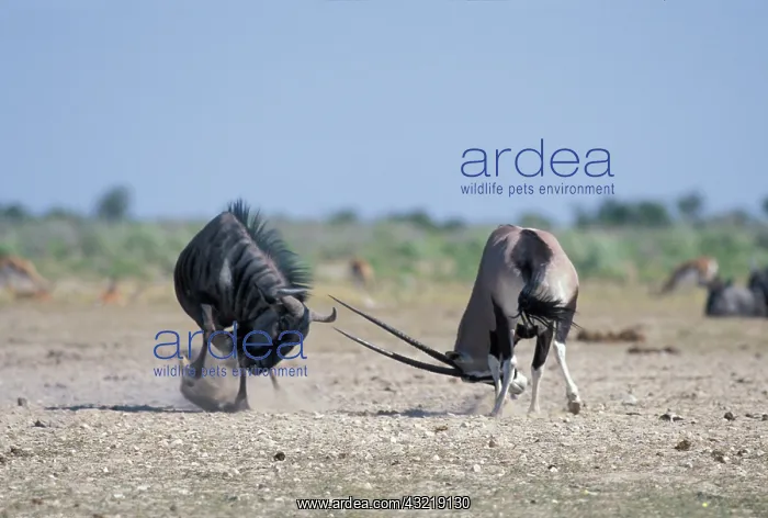 : Africa, Namibia, Etosha National Park, Gemsbok : Africa, Namibia, Etosha National Park, Gemsbok