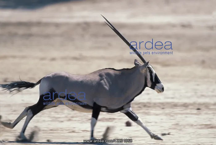 : Africa, Namibia, Etosha National Park, Gemsbok : Africa, Namibia, Etosha National Park, Gemsbok