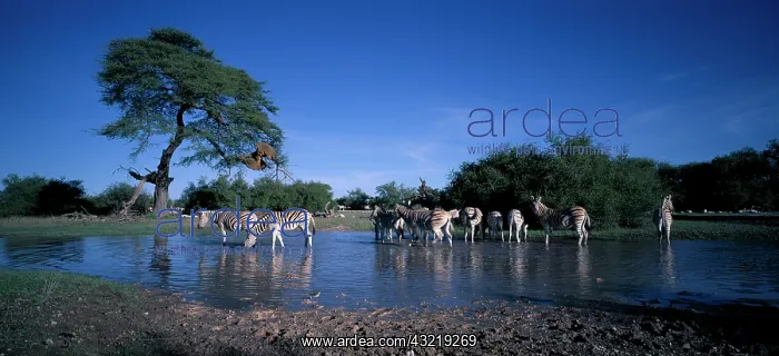 : Africa, Namibia, Etosha National Park, Plains : Africa, Namibia, Etosha National Park, Plains