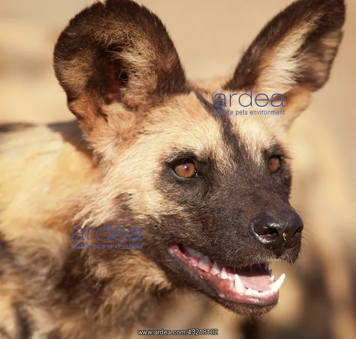 : Africa, Namibia, Harnas, Harnas Wildlife : Africa, Namibia, Harnas, Harnas Wildlife