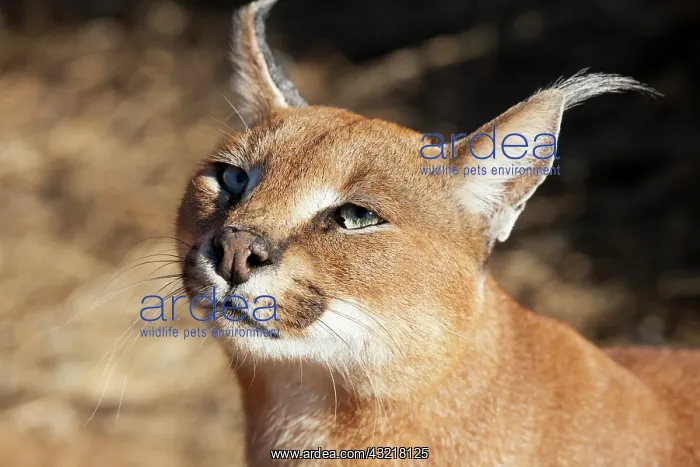: Africa, Namibia, Harnas, Harnas Wildlife : Africa, Namibia, Harnas, Harnas Wildlife