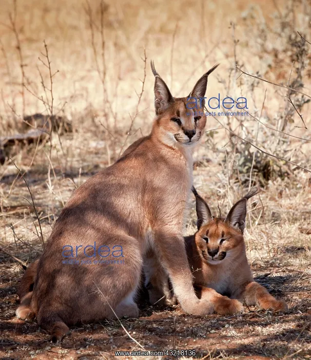 : Africa, Namibia, Harnas, Harnas Wildlife : Africa, Namibia, Harnas, Harnas Wildlife