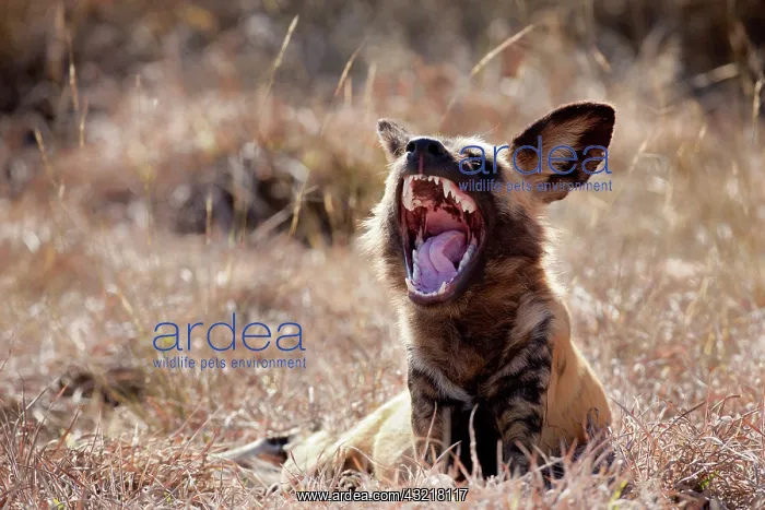 : Africa, Namibia, Harnas Wildlife Foundation : Africa, Namibia, Harnas Wildlife Foundation