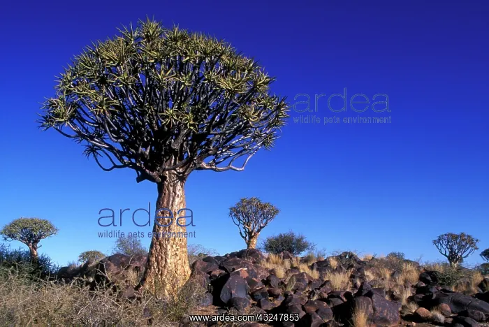 : Africa, Namibia, Keetmanshoop, Afternoon : Africa, Namibia, Keetmanshoop, Afternoon