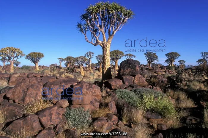 : Africa, Namibia, Keetmanshoop, Afternoon : Africa, Namibia, Keetmanshoop, Afternoon