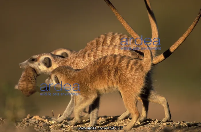 : Africa, Namibia, Keetmanshoop, Meerkat (Suricate : Africa, Namibia, Keetmanshoop, Meerkat (Suricate