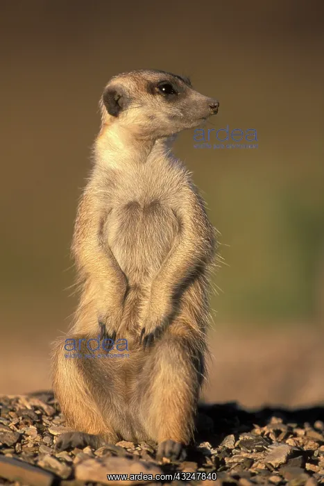 : Africa, Namibia, Keetmanshoop, Meerkat (Suricate : Africa, Namibia, Keetmanshoop, Meerkat (Suricate