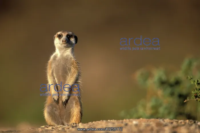 : Africa, Namibia, Keetmanshoop, Meerkat (Suricate : Africa, Namibia, Keetmanshoop, Meerkat (Suricate