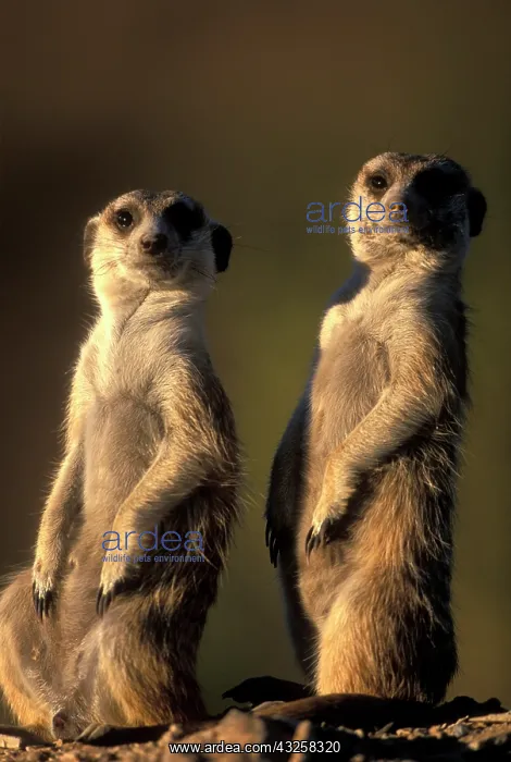: Africa, Namibia, Keetmanshoop, Meerkats : Africa, Namibia, Keetmanshoop, Meerkats