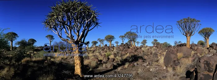 : Africa, Namibia, Keetmanshoop, Setting sun : Africa, Namibia, Keetmanshoop, Setting sun