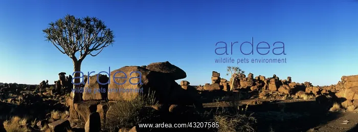 : Africa, Namibia, Keetmanshoop, Sunrise lights : Africa, Namibia, Keetmanshoop, Sunrise lights