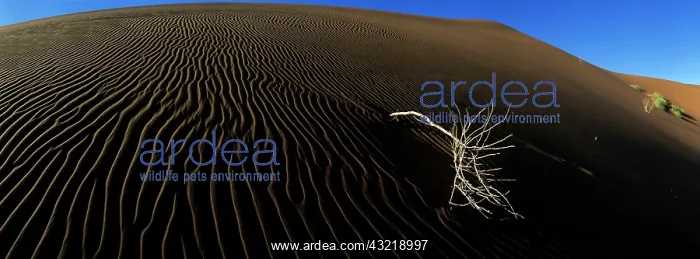 : Africa, Namibia, Namib Nauklift National : Africa, Namibia, Namib Nauklift National