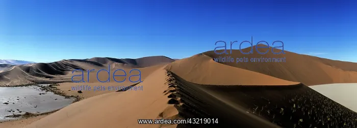 : Africa, Namibia, Namib Nauklift National : Africa, Namibia, Namib Nauklift National