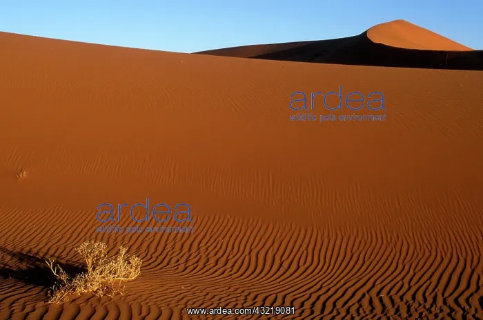 : Africa, Namibia, Namib Naukluft National : Africa, Namibia, Namib Naukluft National