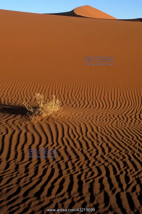 : Africa, Namibia, Namib Naukluft National : Africa, Namibia, Namib Naukluft National