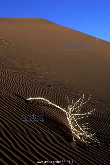 : Africa, Namibia, Namib Naukluft National : Africa, Namibia, Namib Naukluft National